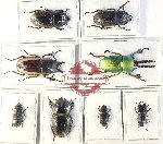 Scientific lot no. 35 Lucanidae (8 pcs - 2 pcs A2)