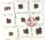 Scientific lot no. 47 Lucanidae (19 pcs)