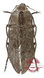 Merymna atrata