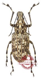 Meganthribus sp. 3