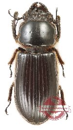 Passalidae sp. 49