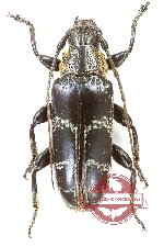 Tmesisternus politus politus (5 pcs)