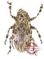 Lamiinae sp. 88 (5 pcs A2)