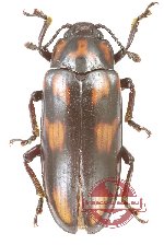 Erotylidae sp. 37