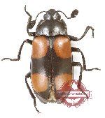 Erotylidae sp. 39