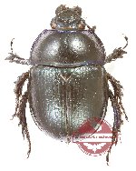 Anoplotrupes stercorosus