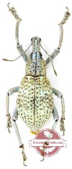 Rhinoscapha sp. 35 (A-)