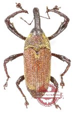 Curculionidae sp. 191 (4 pcs A-)