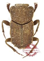 Drepanocerus sp. 2 (A2)