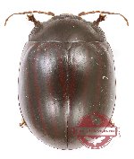 Chrysomelidae sp. 90 (5 pcs)