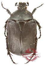 Cetonia (s.str.) funeraria