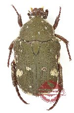 Glycyphana (Glycyphaniola) brunnipes (A2)