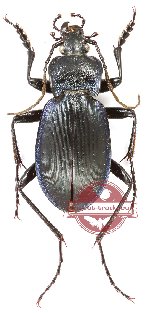 Carabus (Pachystus) neumeyeri