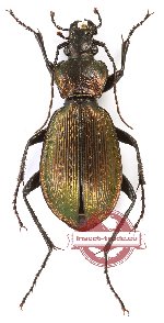 Carabus (Sphodristocarabus) varians armeniacus (A2)