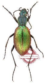 Ceroglossus buqueti sybarita (A-)