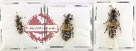 Scientific lot no. 292 Staphylinidae (3 pcs)