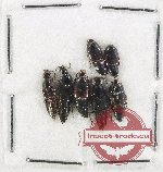 Scientific lot no. 293 Staphylinidae (7 pcs)