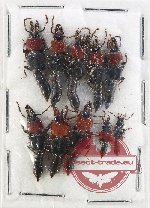 Scientific lot no. 267 Staphylinidae (10 pcs)