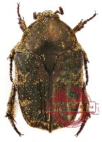 Protaetia (s.str.) fusca (3 pcs)