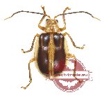 Chrysomelidae sp. 78