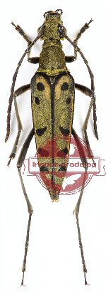 Leptura nigroguttata