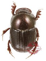 Onthophagus sp. 38