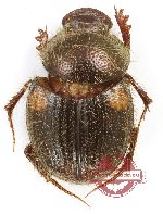 Onthophagus sp. 32 (A-)