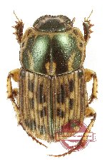 Oniticellus tesselatus