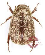 Apogonia sp. 4 (10 pcs)