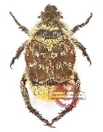 Hopliinae sp. 2 (10 pcs)