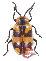 Chrysomelidae sp. 89 (5 pcs)