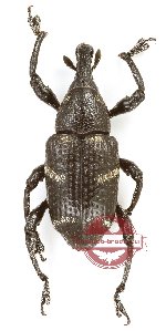Curculionidae sp. 186
