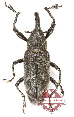 Curculionidae sp. 181