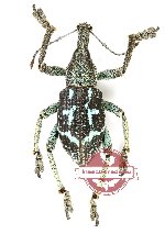 Rhinoscapha sp. 34 (10 pcs)