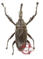 Curculionidae sp. 185