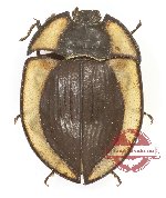 Tenebrionidae sp. 134