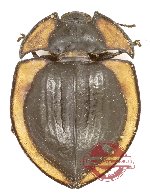 Tenebrionidae sp. 135 (A2)