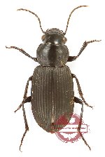 Pterostichini sp. 8