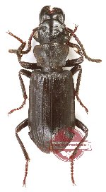 Pseudozaena sp. 10 (5 pcs)