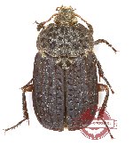 Thanatophilus ruficornis (A-)