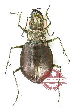 Eurymorpha cyanipes