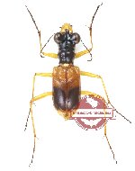 Therates sp. 8
