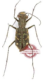 Polyrhanis sp. 5