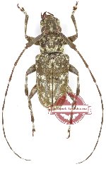 Lamiinae sp. 84 (A-)