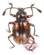 Encymon sp. 3