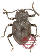 Endomychidae sp. 16