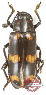 Erotylidae sp. 38