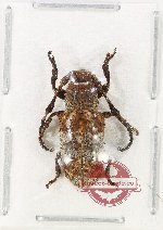 Cenodocus sp. 1
