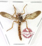 Scientific lot no. 138 Diptera (Asilidae) (1 pc)