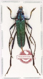 Callichromatini sp. 25